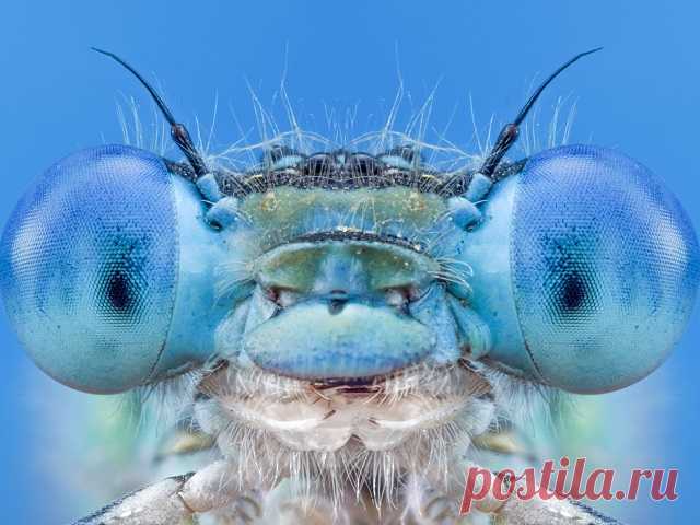 10 удивительных фотографий, победивших в престижной фотопремии В конкурсе приняли участие более 13 тыс. фотографов.