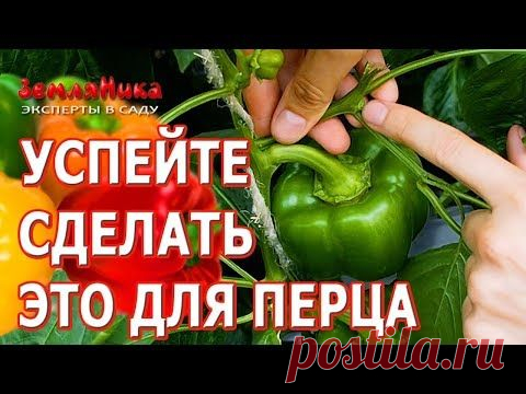 10.08.2019 - Что можно применить чтобы увеличить урожай перца. В этом сюжете все приемы и хитрости формирования и выращивания перца. Будет полезно на любой стадии развити...