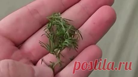 Никогда бы не подумал, что это может помочь от насекомых