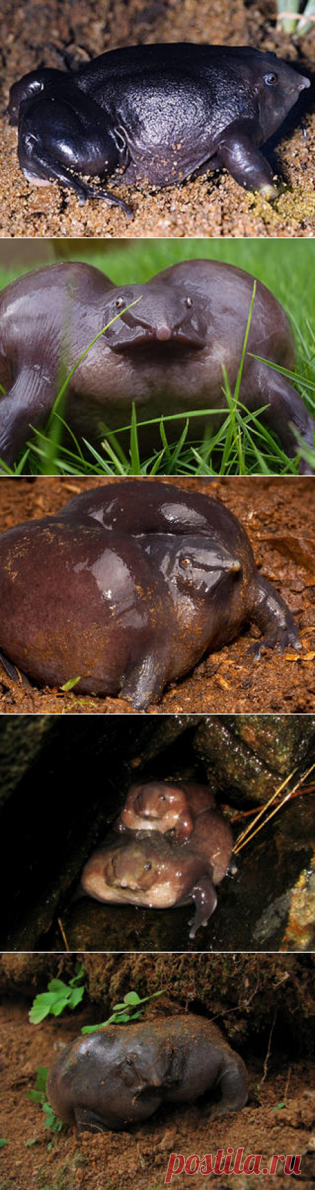 Смотреть изображения пурпурных лягушек | Зооляндия