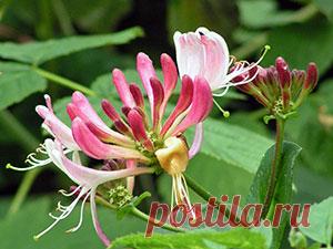 Жимолость каприфоль – описание сортов с фото: посадка и уход за жимолостью каприфоль, размножение и обрезка