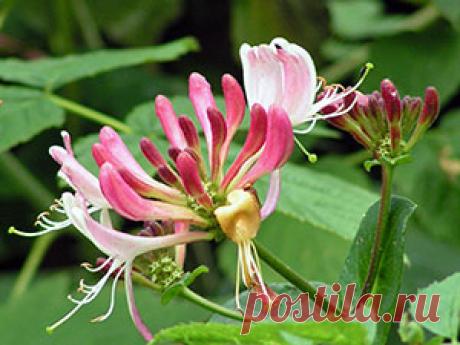 Жимолость каприфоль – описание сортов с фото: посадка и уход за жимолостью каприфоль, размножение и обрезка