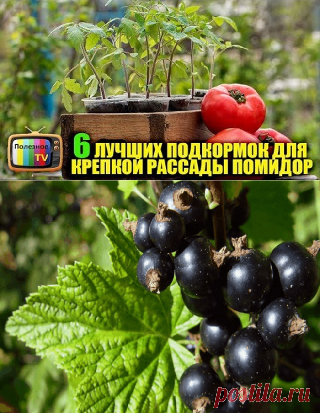 огород | татьяна  | Фотографии и советы на Постиле