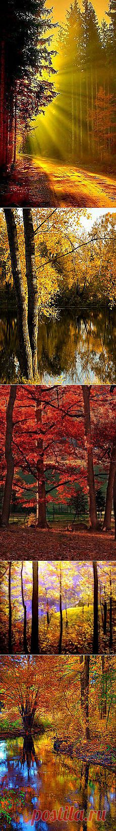 Ольга : осень | Постила.ru