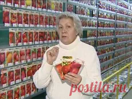 Советы тети Тани. Томаты для засолки.