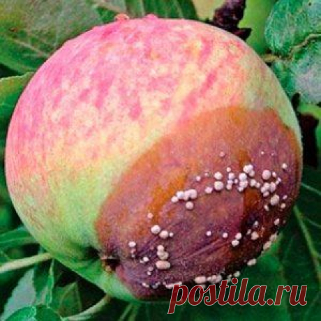 Боремся с гнилью яблок | Садовод (Усадьба)