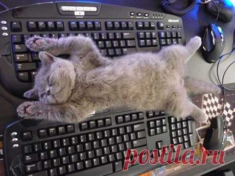 «Ни стыда, ни совести!» 30 фото самых обнаглевших морд