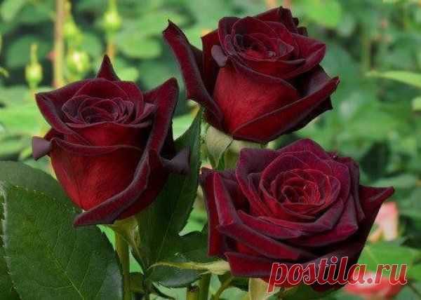 Роза Black Baccara | Кладовочка советов