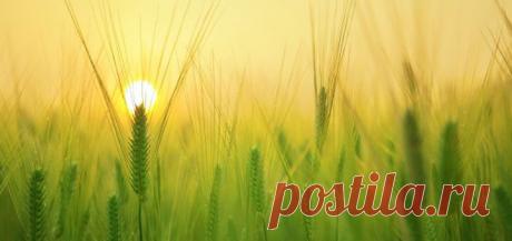 Российские ученые разработали инновационное удобрение для семян. Это поможет повысить урожайность сельскохозяйственных культур на 25%