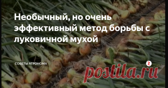 Необычный, но очень эффективный метод борьбы с луковичной мухой Луковая муха или  delia antiqua - небольшое насекомое размером до 8 мм. Она похожа на обычную муху, но при этом повреждает посевы лука, чеснока и некоторые виды салата. Как известно, что порчей урожая занимаются личинки, но бороться необходимо и со взрослыми особями.
Перед посадкой замочите лук в растворе из 10 таблеток от глистов (пиперазин или любые другие из обычной аптеки) и 5 литров воды на 2
