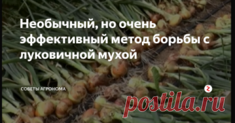 Необычный, но очень эффективный метод борьбы с луковичной мухой Луковая муха или  delia antiqua - небольшое насекомое размером до 8 мм. Она похожа на обычную муху, но при этом повреждает посевы лука, чеснока и некоторые виды салата. Как известно, что порчей урожая занимаются личинки, но бороться необходимо и со взрослыми особями.
Перед посадкой замочите лук в растворе из 10 таблеток от глистов (пиперазин или любые другие из обычной аптеки) и 5 литров воды на 2