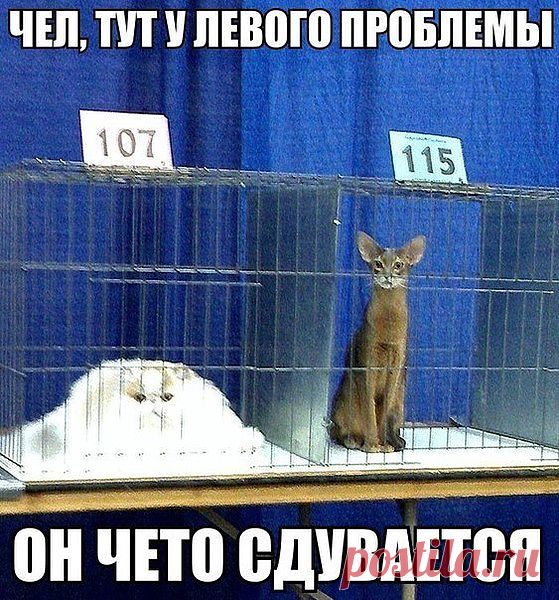Группа: Фото приколы, демотиваторы