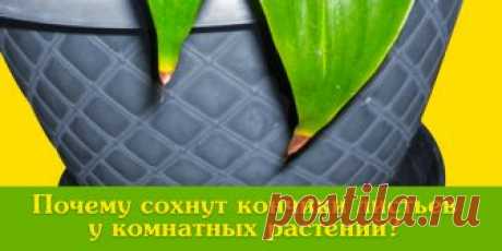 Почему сохнут кончики листьев у комнатных растений? | Полезные советы