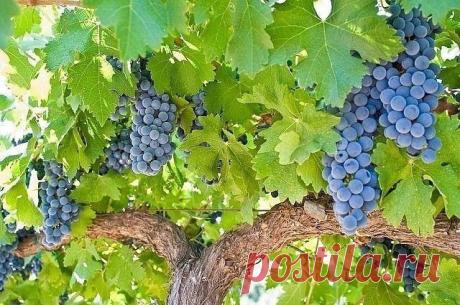 ВИНОГРАДНАЯ ЛОЗА ДОЛЖНА СТРАДАТЬ. ОБРЕЗКА Виноград – многолетняя лиана, способная при правильном уходе длительное время формировать высокие урожаи хорошего качества. Ежегодно дикие формы могут давать прирост лиан до 40 м, культурные до 5-10 м…