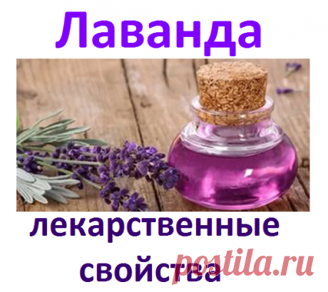 Лаванда, лекарственные свойства | Советы целительницы