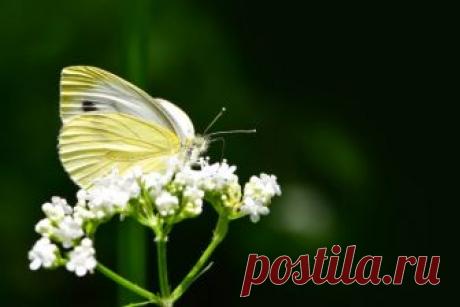 Горчичный порошок на даче - 7 способов применения