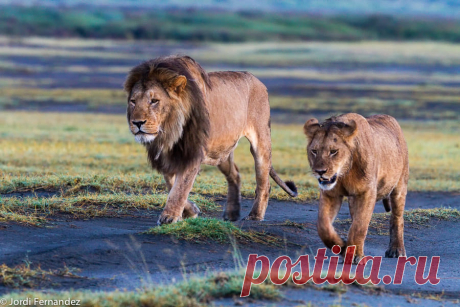 Two generations One of the dominating males in Ndutu walking beside his son or nephew. Probably in less than one year the youngster will be kicked out of the pride by the dominant males and will begin a nomadic live.  And also probably in some years he will return to challenge the throne of his father.  That is the cycle of life.