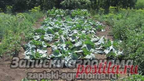 Уход за овощными культурами &amp;bull; zapiski-agronoma.ru