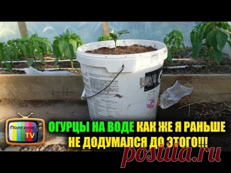 ОГУРЦЫ НА ВОДЕ КАК ЖЕ Я РАНЬШЕ НЕ ДОДУМАЛСЯ ДО ЭТОГО!!!