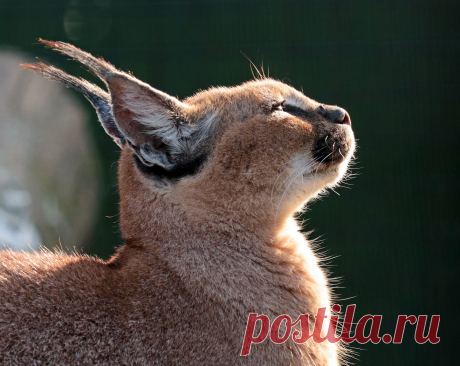 Caracal