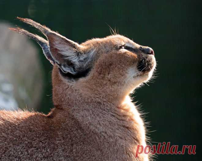 Caracal