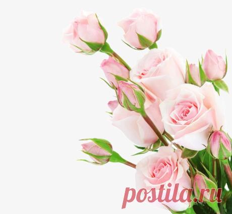 Bouquets of roses, Pink Roses, Flowers, Romance Bouquet PNG Image for Free Download