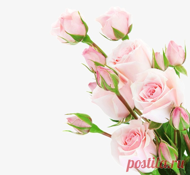Bouquets of roses, Pink Roses, Flowers, Romance Bouquet PNG Image for Free Download