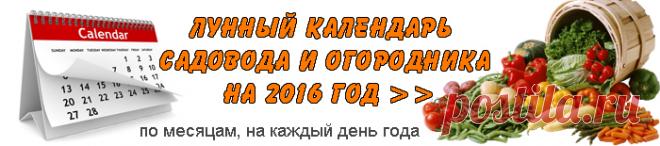 Лунный календарь для комнатных цветов на 2016 год - Простые рецепты - женский сайт