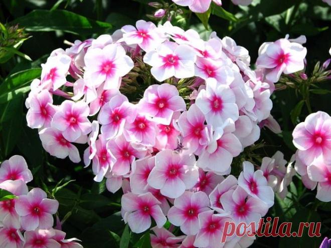 Флоксы – выращивание и размножение

Самый русский цветок – флокс. Трудно себе представить российскую усадьбу без этого яркого цветка. В первый раз название флокс произнес Карл Линней. В переводе флокс означает «огонь». В России флоксы любили всегда, а вот в Европе к флоксам относились, ну, скажем, снисходительно.