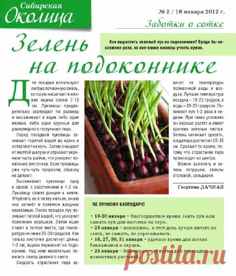 Как вырастить зеленый лук на подоконнике