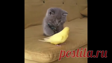 Котьи лапки — возможно, одна из самых милых котьих запчастей)))))))))