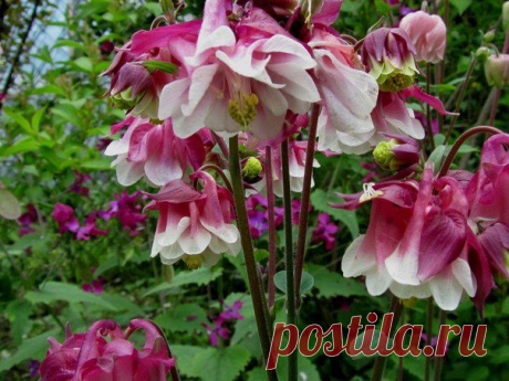 10 плюсов выращивания аквилегии (водосбор):