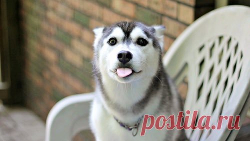 (63) Твиттер