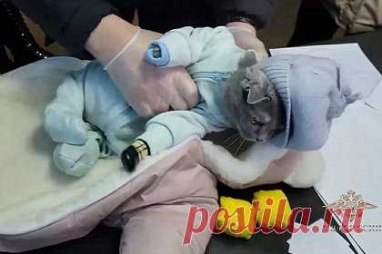 Россиянка спрятала мефедрон и кошку в комбинезон и выдала себя за мать с малышом. В Нижнем Тагиле закладчица из Красноярского края обложила кошку мефедроном, завернула ее в детский комбинезон и попыталась выдать ее за младенца. Россиянке нужно было сделать закладки в разных районах города. Она расфасовала 170 граммов мефедрона и отправилась на задание, изображая из себя мать, гуляющую с малышом.