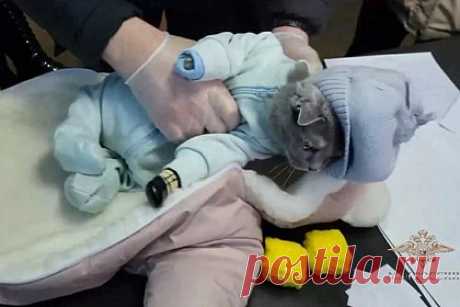 Россиянка спрятала мефедрон и кошку в комбинезон и выдала себя за мать с малышом. В Нижнем Тагиле закладчица из Красноярского края обложила кошку мефедроном, завернула ее в детский комбинезон и попыталась выдать ее за младенца. Россиянке нужно было сделать закладки в разных районах города. Она расфасовала 170 граммов мефедрона и отправилась на задание, изображая из себя мать, гуляющую с малышом.