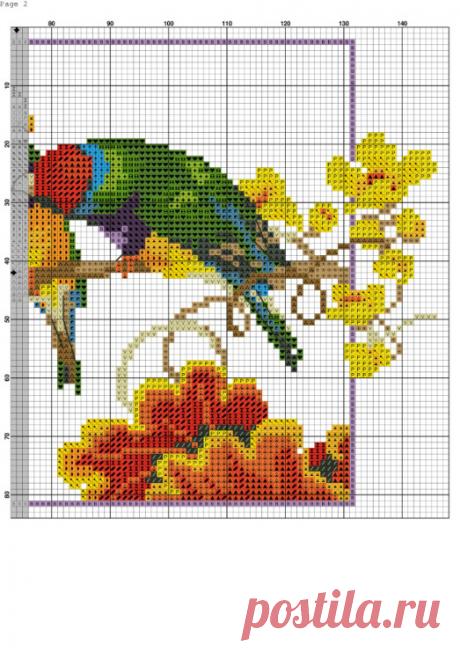 Gallery.ru / Фото #2 - Амадины Гульда - denise10