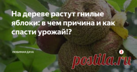 На дереве растут гнилые яблоки: в чем причина и как спасти урожай!? Вроде бы все делаешь правильно, ухаживаешь за яблоневым деревом, а потом ждешь того момента, когда сможешь попробовать первые яблоки и насладиться их вкусом, но сталкиваешься со следующим: c гнилыми яблоками, которые растут на дереве. Если испорченные яблоки попадаются редко – это не беда, но бывает и так, что почти на каждом яблоке есть заражение. Главное – не паникуйте! Мы вместе попробуем решит