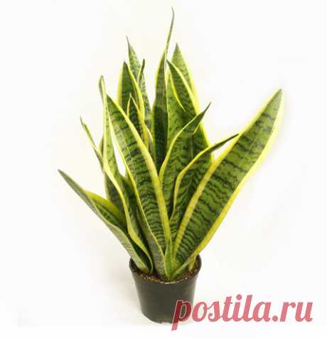 Сансевиерия