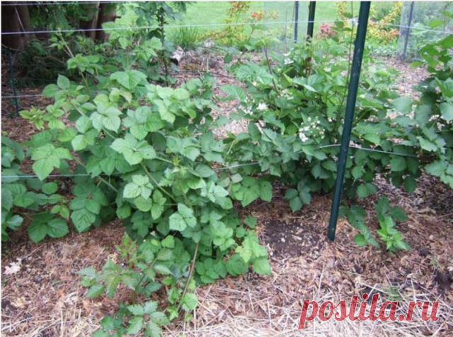 ЕЖЕВИКА САДОВАЯ: ПОСАДКА, ОБРЕЗКА И УХОД

Основное отличие ежевичных кустов — это способность плодоносить даже в условиях засухи, плохого ухода или неправильно подобранного места. Плоды хорошо вызревают как в полутени, так и на солнечных участках. Полностью спелой ягода становится как только приобретет черный оттенок.


Посадка
Для получения наилучшего как по качеству, так и по количеству урожая, садовая ежевика должна быть высажена в месте, которое защищено от продувания....