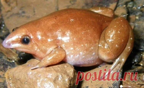 В Амазонии открыты три новых вида лягушек, один из которых назван «зомби» На данный момент ученым известно о существовании около 500 видов лягушек. Среди них есть много интересных созданий, некоторые из которых способны очень высоко прыгать, а другая часть обладает смертель...