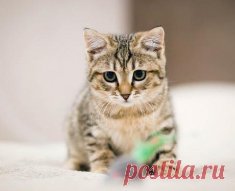 Прикольных котов пост - ЯПлакалъ