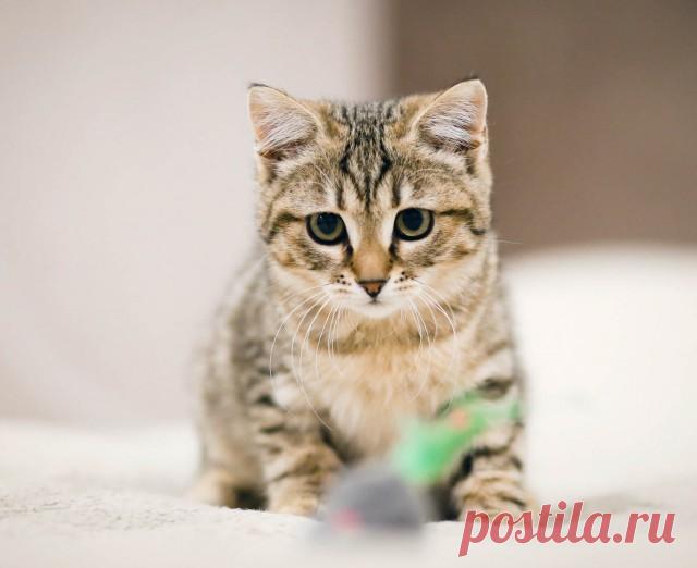 Прикольных котов пост - ЯПлакалъ