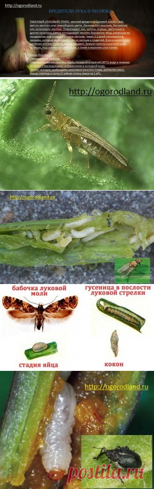 ЛУК И ЧЕСНОК. БОРЬБА С ВРЕДИТЕЛЯМИ. | Сад и Огород
