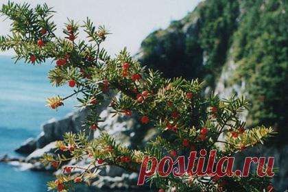 Тысячелетний тис стал памятником живой природы России. Остроконечный тис, около тысячи лет произрастает на острове Кунашир, получил статус памятника живой природы России. Региональное агентство лесного и охотничьего хозяйство направило заявку на участие в программе и получило положительный ответ. Диаметр дерева составляет более метра, высота — около 15 метров.