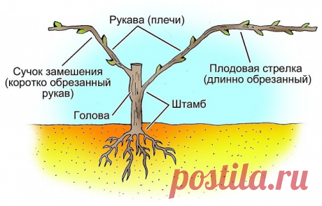 НЕ ПРИШЕЙ К ЛОЗЕ РУКАВ

Одно из самых сложных мероприятий для большинства дачников – обрезка растений. Поди пойми, что удалять, а что оставлять. Но если с деревьями и кустарниками многие худо-бедно совладали, то вот продраться сквозь дебри винограда получилось не у многих. Одни названия чего стоят: пятка, плечи, голова… Тут у самого голова пойдет кругом! Так давайте, наконец, во всем разберемся.


Из чего же, из чего же… 

У отдельных частей виноградной лозы и в самом деле...