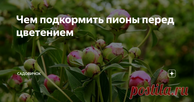 Чем подкормить пионы перед цветением