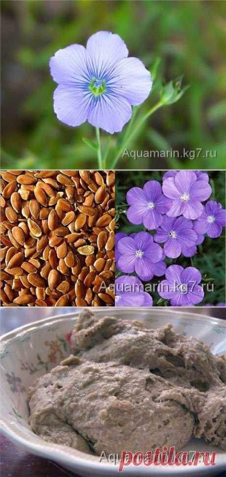 Голубоглазый кудесник лён