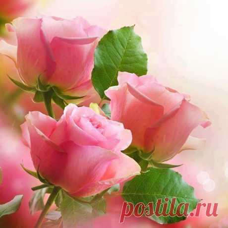 Розы