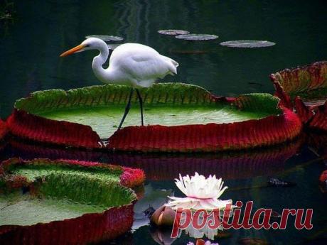 Фото Без названия. Альбом Кувшинки и Лотосы - 117 фото. Фотографии Ольга Дудина.
