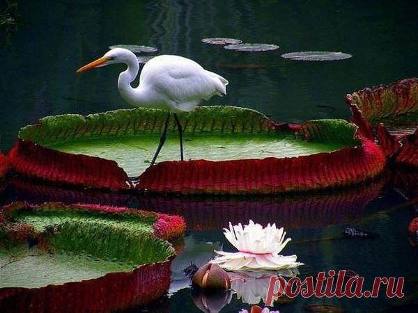Фото Без названия. Альбом Кувшинки и Лотосы - 117 фото. Фотографии Ольга Дудина.